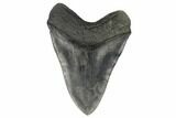 Fossil Megalodon Tooth - Massive Meg Tooth! #175932-2